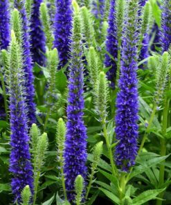 Alternative view of 200 BLUE BOUQUET VERONICA Spicata Spike Speedwell Herb Flower Seeds
