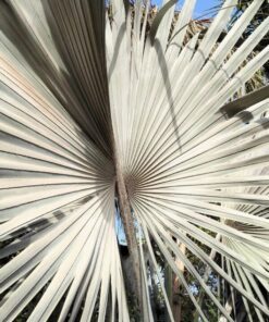 Alternative view of 5 SILVER SAW PALMETTO Serenoa Repens American Dwarf Palm Tree Shrub Edible Fruit Sun or Shade Seeds