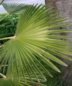 Alternative view of 10 WAGNER WINDMILL PALM Dwarf Chusa Trachycarpus Fortunei Wagnerianus Tree Houseplant Seeds