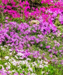 Alternative view of 20 PRAIRIE PHLOX Pilosa Mixed Colors Pink Purple White Native Flower Seeds