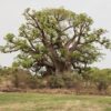 5 African BAOBAB TREE Adansonia Digitata Monkey Bread Judas Fruit Seeds