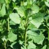 25 PAPALO Yerba Porosa Summer Cilantro Bolivian Coriander Porophyllum Ruderale Culinary Herb Seeds