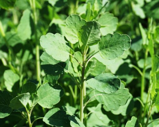 25 PAPALO Yerba Porosa Summer Cilantro Bolivian Coriander Porophyllum Ruderale Culinary Herb Seeds