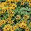 300 SWEET CONEFLOWER Rudbeckia Subtomentosa Yellow Black Eyed Susan Flower Seeds