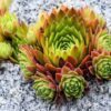 50 MOUNTAIN HOUSELEEK Hens & Chicks Sempervivum Montanum Green Red / Pink Flower Houseplant Seeds