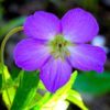 10 OREGON GERANIUM Oreganum Cranesbill Purple Native Flower Herb Seeds