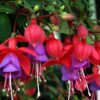 Hardy Fuchsia Magellanica Seeds - Hummingbird Shrub - 20 Pink & Purple Flower Seeds