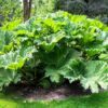 Gunnera Manicata Seeds - 6ft Leaves - 10 Seeds - Giant Rhubarb Dinosaur Plant