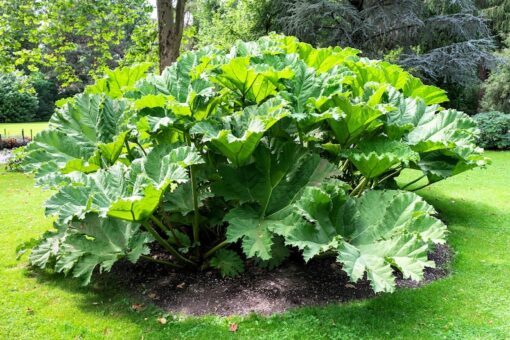 Gunnera Manicata Seeds - 6ft Leaves - 10 Seeds - Giant Rhubarb Dinosaur Plant