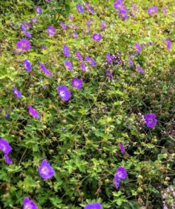 Alternative view of 10 OREGON GERANIUM Oreganum Cranesbill Purple Native Flower Herb Seeds