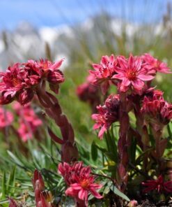 Alternative view of 50 MOUNTAIN HOUSELEEK Hens & Chicks Sempervivum Montanum Green Red / Pink Flower Houseplant Seeds