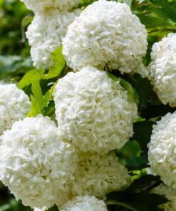 Alternative view of 30 EUROPEAN CRANBERRY / SNOWBALL Tree Guelder Rose Viburnum Opulus Red Fruit White Flower Seeds