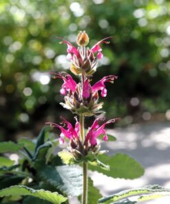 Alternative view of 10 California HUMMINGBIRD SAGE Salvia Spathacea Magenta Red Flower Herb Seeds