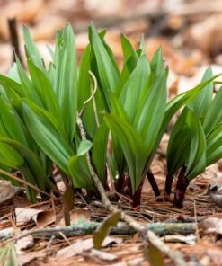 Alternative view of 20 RAMP / WILD LEEK Allium Tricoccum Ramps Vegetable Herb White Shade Flower Seeds