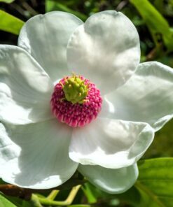 10 OYAMA MAGNOLIA TREE White Pink Flower Pink Pod Sieboldii Siebolds Shrub Seeds