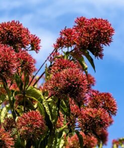 20 SEVEN SON Shrub Tree Heptacodium Miconioides White Red Flower Seeds