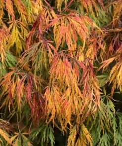 Alternative view of 10 WEEPING LACELEAF MAPLE Japanese Acer Palmatum Dissectum Green Yellow Red Tree Seeds