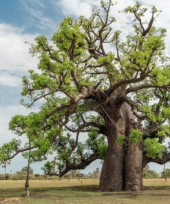Alternative view of 5 African BAOBAB TREE Adansonia Digitata Monkey Bread Judas Fruit Seeds