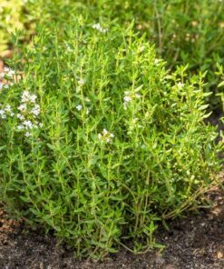 Alternative view of 30 ORANGE THYME Orangelo Thymus Vulgaris Fragrantissimus Culinary Herb Seeds