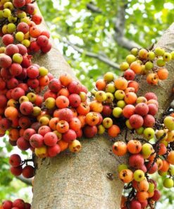 Alternative view of 30 CLUSTER FIG Ficus Racemosa Red River Indian Guilar Tree Houseplant Seeds