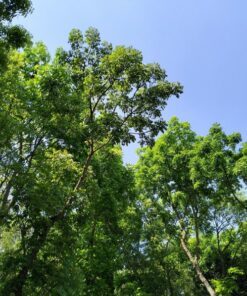 Alternative view of 5 TRUE MAHOGANY TREE Honduran Big Leaf Sky Fruit Swietenia Macrophylla Seeds