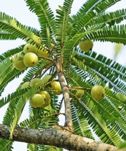 Alternative view of 10 INDIAN GOOSEBERRY Phyllanthus Emblica Emblic Edible Fruit Tree Seeds