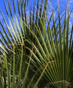 5 GREEN SAW PALMETTO Serenoa Repens American Dwarf Palm Tree Shrub Edible Fruit Sun or Shade Seeds
