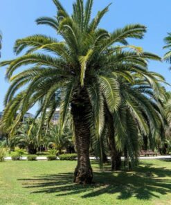 Alternative view of 10 COCO PALM jelly Palm Pindo Butia Capitata Edible Fruit Tree Houseplant Seeds