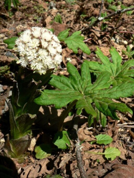 100 ARCTIC SWEET COLTSFOOT Petasites Frigidus Sun Shade Moist White Pink Flower Herb Seeds