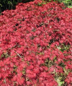 Alternative view of 10 INABA SHIDARE MAPLE Weeping Red Laceleaf Japanese Acer Palmatum Dissectum Tree Seeds