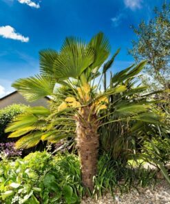 10 WAGNER WINDMILL PALM Dwarf Chusa Trachycarpus Fortunei Wagnerianus Tree Houseplant Seeds