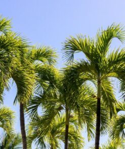 Alternative view of 10 Florida ROYAL PALM Roystonea Regia Tree Houseplant Seeds