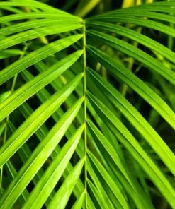 Alternative view of 15 PARLOR PALM Neanthe Bella Palm Chamaedorea Elegans Tree Houseplant Seeds