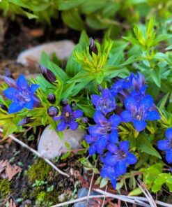 Alternative view of 30 Dark Blue NIKITA GENTIAN Gentiana Dahurica Siberian Flower Herb Seeds