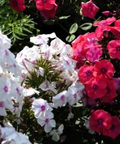 Alternative view of 20 MEADOW PHLOX Maculata Mixed Colors Wild Sweet William Native Hummingbird Flower Seeds