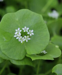 Alternative view of 100 MINER'S LETTUCE Winter Purslane Spinach Claytonia Perfoliata Vegetable Seeds