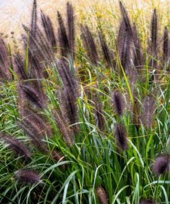 10 Dwarf BLACK FOUNTAIN GRASS Pennisetum Alopecuroides Viridescens Hardy Ornamental Seeds