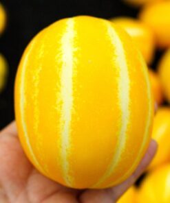 Alternative view of 50 Early SILVER LINE MELON Cucumis Melo Yellow Striped Skin White Flesh Korean Fruit Seeds