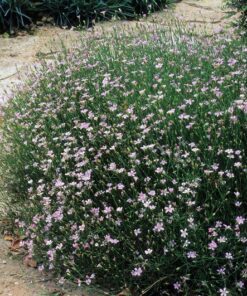 Alternative view of 50 Light Pink TUNIC FLOWER Coat Flower Petrorhagia Saxifraga Saxifrage Seeds