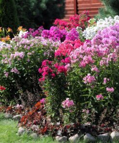 Alternative view of 10 TALL GARDEN PHLOX Paniculata Mixed Colors 'New Hybrids Mix' Flower Seeds