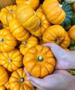 Alternative view of Miniature Mix Pumpkin Seeds - 20 Assorted Colors - White, Green, Orange - Cucurbita Pepo