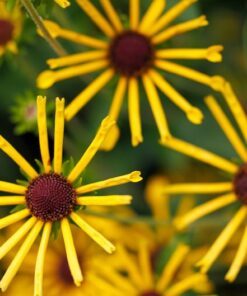Alternative view of 300 SWEET CONEFLOWER Rudbeckia Subtomentosa Yellow Black Eyed Susan Flower Seeds
