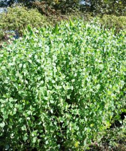 Alternative view of 25 PAPALO Yerba Porosa Summer Cilantro Bolivian Coriander Porophyllum Ruderale Culinary Herb Seeds