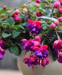 Alternative view of Hardy Fuchsia Magellanica Seeds - Hummingbird Shrub - 20 Pink & Purple Flower Seeds