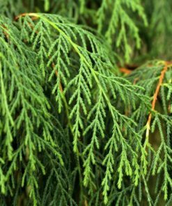 Alternative view of 30 Kashmir WEEPING CYPRESS TREE Cupressus Cashmeriana Blue Evergreen Seeds