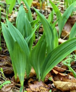 Alternative view of 10 RAMSONS / WILD Bear GARLIC Allium Ursinum Vegetable Herb White Flower Seeds