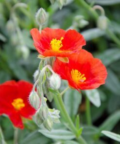 Alternative view of 20 SCARLET GLOBEMALLOW Sphaeralcea Coccinea Cowboy's Delight Native Red Prairie Mallow Flower Seeds