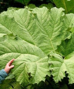 Alternative view of Gunnera Manicata Seeds - 6ft Leaves - 10 Seeds - Giant Rhubarb Dinosaur Plant