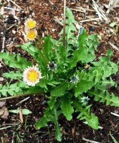 Alternative view of 15 PINK DANDELION Taraxacum Pseudoroseum Herb Flower Seeds