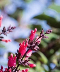 10 California HUMMINGBIRD SAGE Salvia Spathacea Magenta Red Flower Herb Seeds